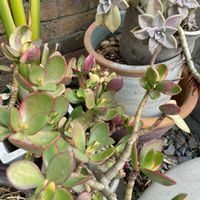 カネノナルキ,朧月,花月,ストレリチア オーガスタ,コルジリネの画像