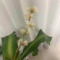 ドラセナの画像