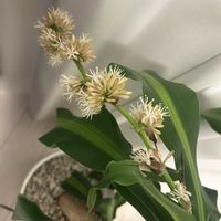 ドラセナの画像