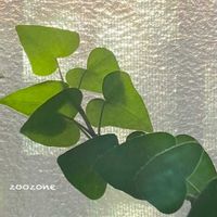 アイビー,出窓,植物のある暮らし,夕陽の反射,植物の生命力の画像