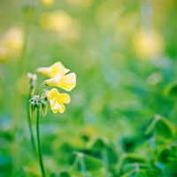 オキザリス,カタバミ,オオキバナカタバミ,今週の観劇記録✨の画像