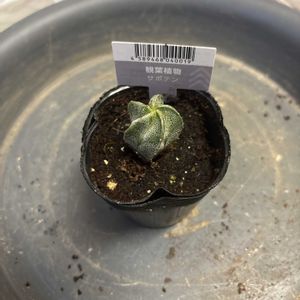 サボテン,ダイソーの画像