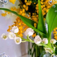 スイートピー,スズラン,チューリップ,ラナンキュラス,ミモザの画像