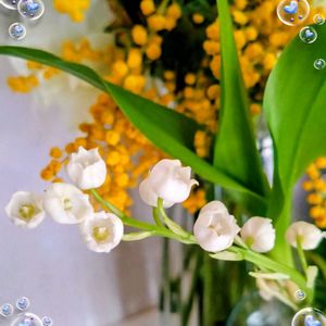 スイートピー,スズラン,チューリップ,ラナンキュラス,ミモザの画像