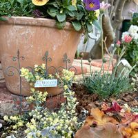 ヘリクリサム,ヒューケラ キャラメル,ヘリクリサム ライムミニ,ローダンセマム アプリコットジャム,花壇の画像