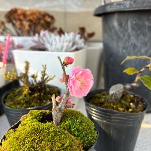 アガベ,多肉植物,塊根植物,小品盆栽の画像