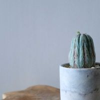 ユーフォルビア・オベサ,多肉植物,観葉植物,ユーフォルビア,リビング・ダイニングの画像