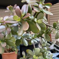 アロエ,カネノナルキ,金のなる木,木立アロエ,グリーンの画像