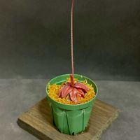 ムシトリスミレ,Pinguicula planifolia,Pinguicula planifolia,ピンギキュラ　プラニフォリア,食虫植物の画像