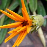 ガザニア,スイセン,デージー,ハボタン,地植えの画像