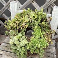 寄せ植え,多肉植物,観葉植物,リース,みんな最高の画像