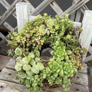 寄せ植え,多肉植物,観葉植物,リース,みんな最高の画像