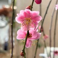 ウメ,しだれ梅,花のある暮らし,素敵色,かわゆい♡の画像