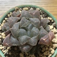 オブツーサ,紅葉,ハオルチア,多肉植物,ブラックの画像