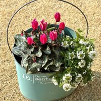 スイートアリッサム ,ガーデンシクラメン,花のある暮らしの画像