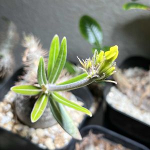 グラキリス,パキポディウム・グラキリス,犀角,花芽,室内の画像