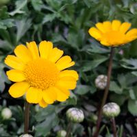 ヘデラ,ビオラ タイガーアイ,スカビオサ　ブルー,スカビオサ　ブルー,ビオラ　タイガーアイの画像