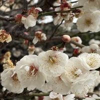 ウメ,ネギ,iPhone撮影,ネギ 栽培,植物大好きの画像