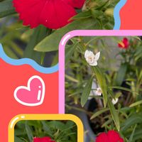 ナデシコ,パンジー,真っ赤な火曜日の画像