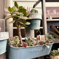 カネノナルキ,カランコエ,セダム,オーロラ,月兎耳の画像