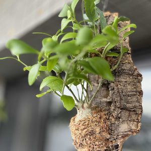 アリの巣玉,ヒドノフィツム パプアナム,ヒドノフィツム パプアナム,ディッキア・パラファット,多肉植物の画像