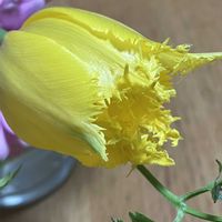 ガーベラ,チューリップ,チューリップ,チューリップ,マトリカリアの画像