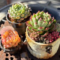 オーロラ,多肉植物,多肉寄せ植え,かわいいな♡,GS日和の画像