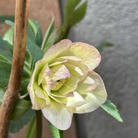 しだれ梅, クリスマスローズ,日陰庭,犬のお散歩の画像