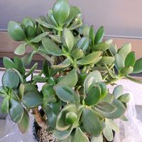 カネノナルキ,金のなる木,ゴーラム（宇宙の木）,ｶﾈﾉﾅﾙｷ,ｺﾞｰﾗﾑ.の画像