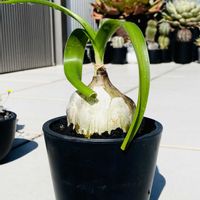 紅彩閣,シーオニオン,ユーフォルビアが好き,アガベ見習い,塊根見習いの画像