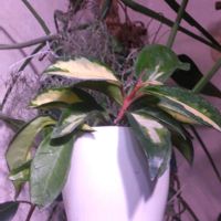 ホヤ・カルノーサ,サクララン,ホヤ,着生植物,植物のある暮らしの画像