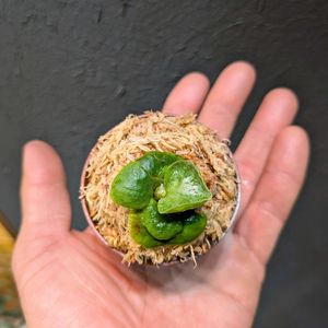 リドレイ,ビカクシダ リドレイドワーフ シルベリー,リドレイ　ドワーフ　シルベリー,観葉植物,成長記録の画像