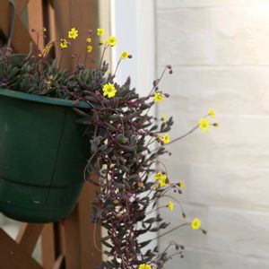 ルビーネックレス,福岡,備忘録,癒し…,NO GREEN  NO LIFEの画像