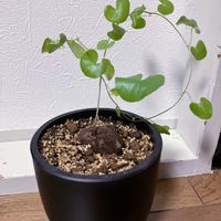 亀甲竜,亀甲竜,リビング・ダイニングの画像