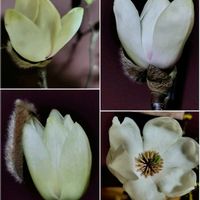 サンシュユ,サンシュユ,モクレン,優しい時間,和室の画像