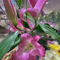 カサブランカ,カサブランカ　ピンク,鮮やか ,ピンクの花,カラフルの画像