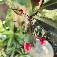 マンリョウの画像