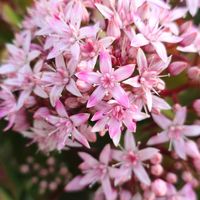 カネノナルキ,シバザクラ,ヒメツルソバ,カンザキアヤメ,散歩中の画像