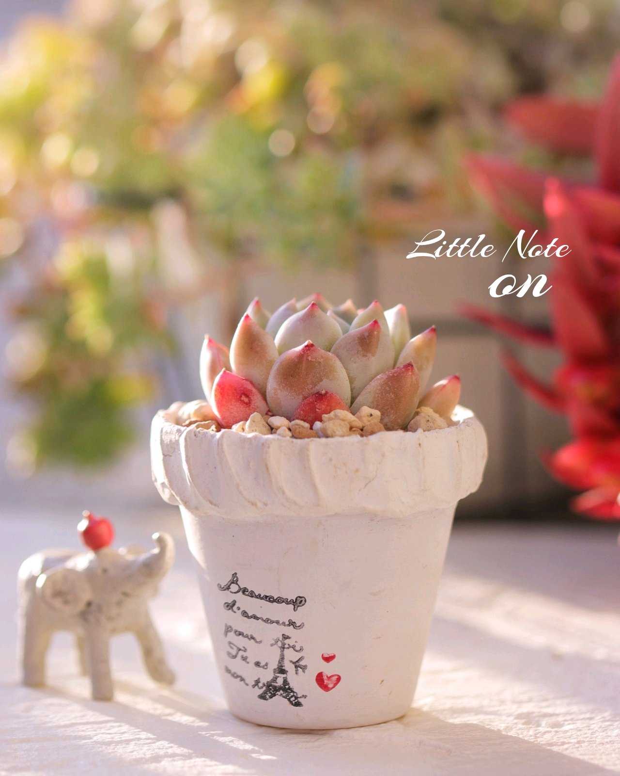 リメ缶・リメ鉢の投稿画像一覧｜🍀GreenSnap（グリーンスナップ）