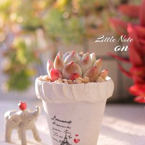 エケベリア ラブリー,多肉植物,多肉大好き,リメ鉢,多肉初心者の画像