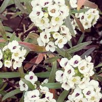 アリッサム,アリッサム,お散歩,マイペースに,心穏やかに♡の画像