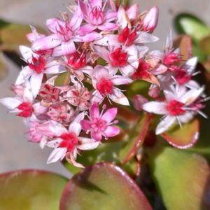 カネノナルキ,花月,花月(カネノナルキ),多肉植物,クラッスラ属の画像