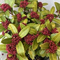 シキミア,鉢植え,酸性土壌,鹿沼土,玄関先の画像