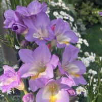 フリージアの画像