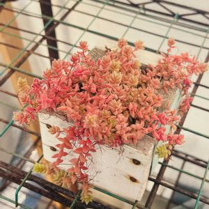 可愛い多肉ちゃん❤︎,多肉棚,キュンキュン♡,元気いっぱい♡,可愛い紅葉♡の画像