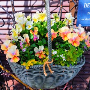 ハンキング,アンティークビオラ,籠寄植え,庭の画像