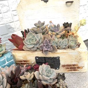 エケベリアいろいろ,多肉植物,多肉植物寄せ植え,多肉寄せ植え,エケベリア属の画像
