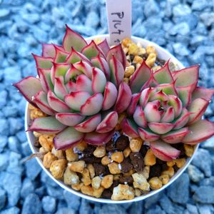 パープルヘイズ,オウンスロー,ジェスター,名前忘れた！,アルケイン。の画像