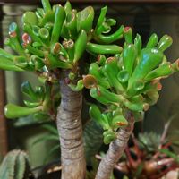 カネノナルキ,ゴーラム,個性的,緑のある暮らし,植物のある暮らしの画像