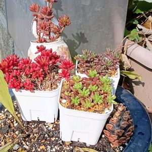 棚,バルコニー/ベランダ,小さな庭,玄関の画像